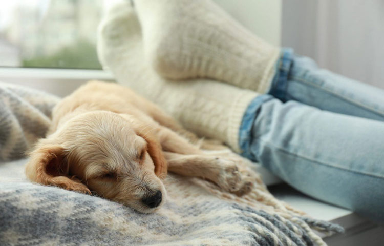 Small tan dog sleeping peacefully on couch with blankets